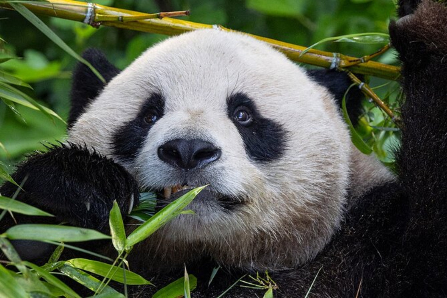 San Diego Zoo 1-Day Ticket