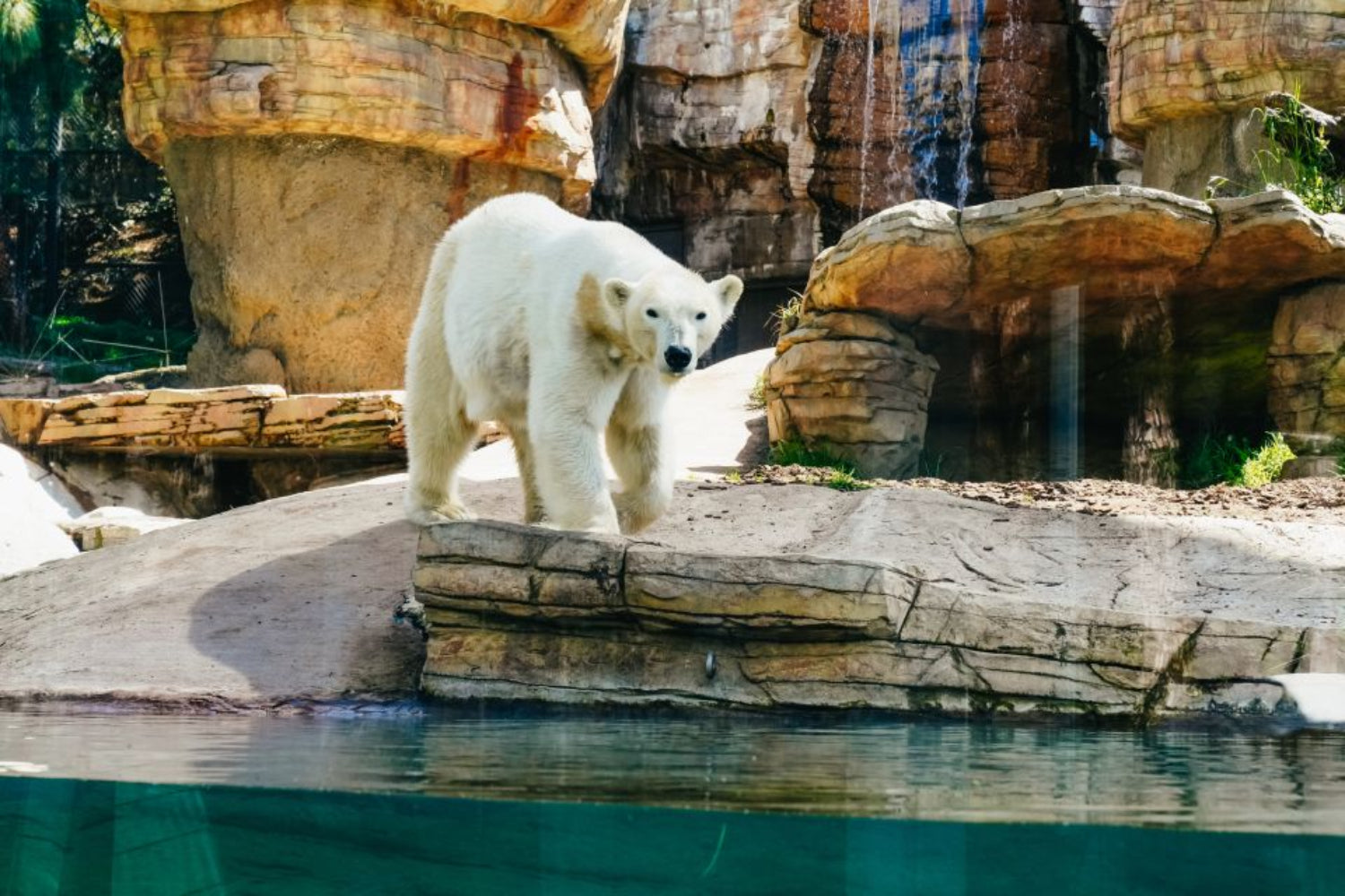 San Diego Zoo 1-Day Ticket
