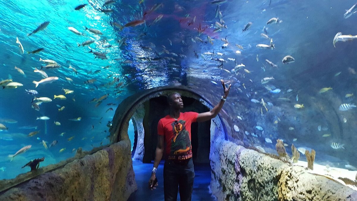 ICON Park - SEA LIFE Orlando Aquarium - One Day Ticket