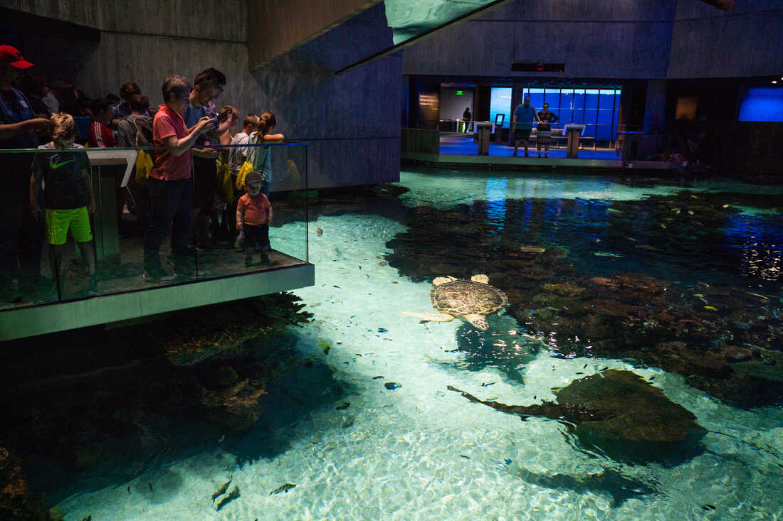 National Aquarium 1-Day Ticket