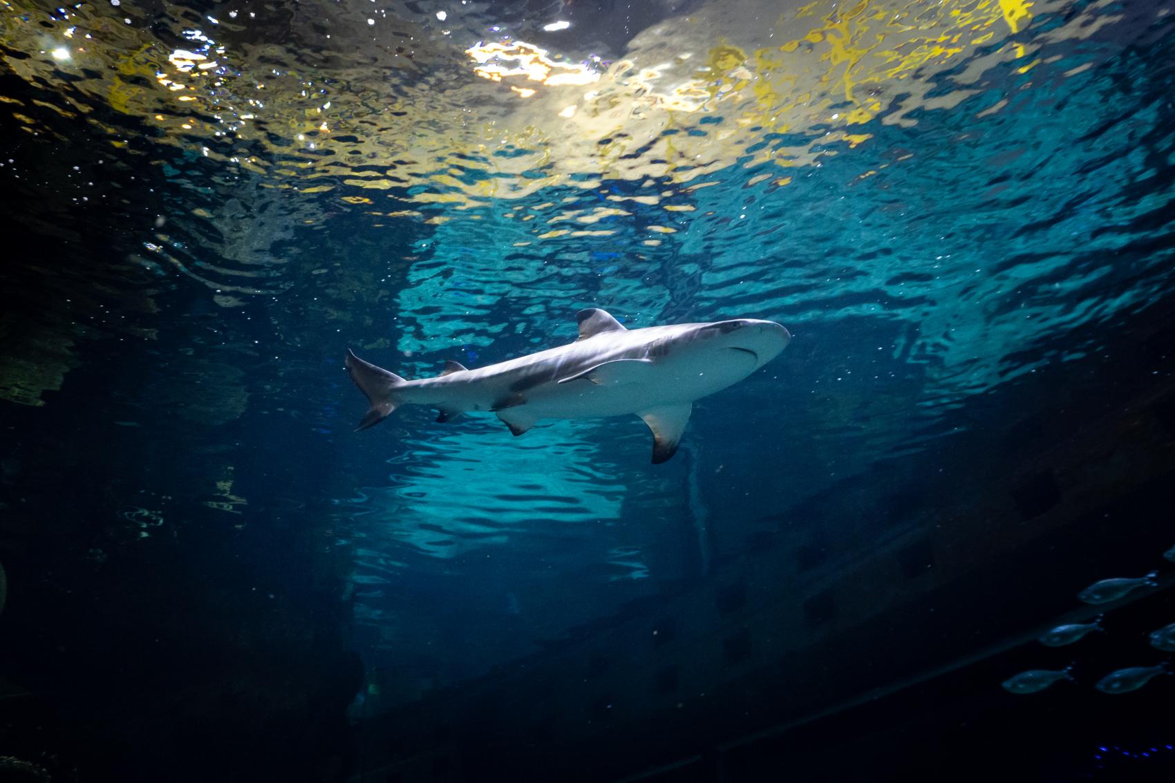 Columbus Zoo & Aquarium 1-Day Ticket