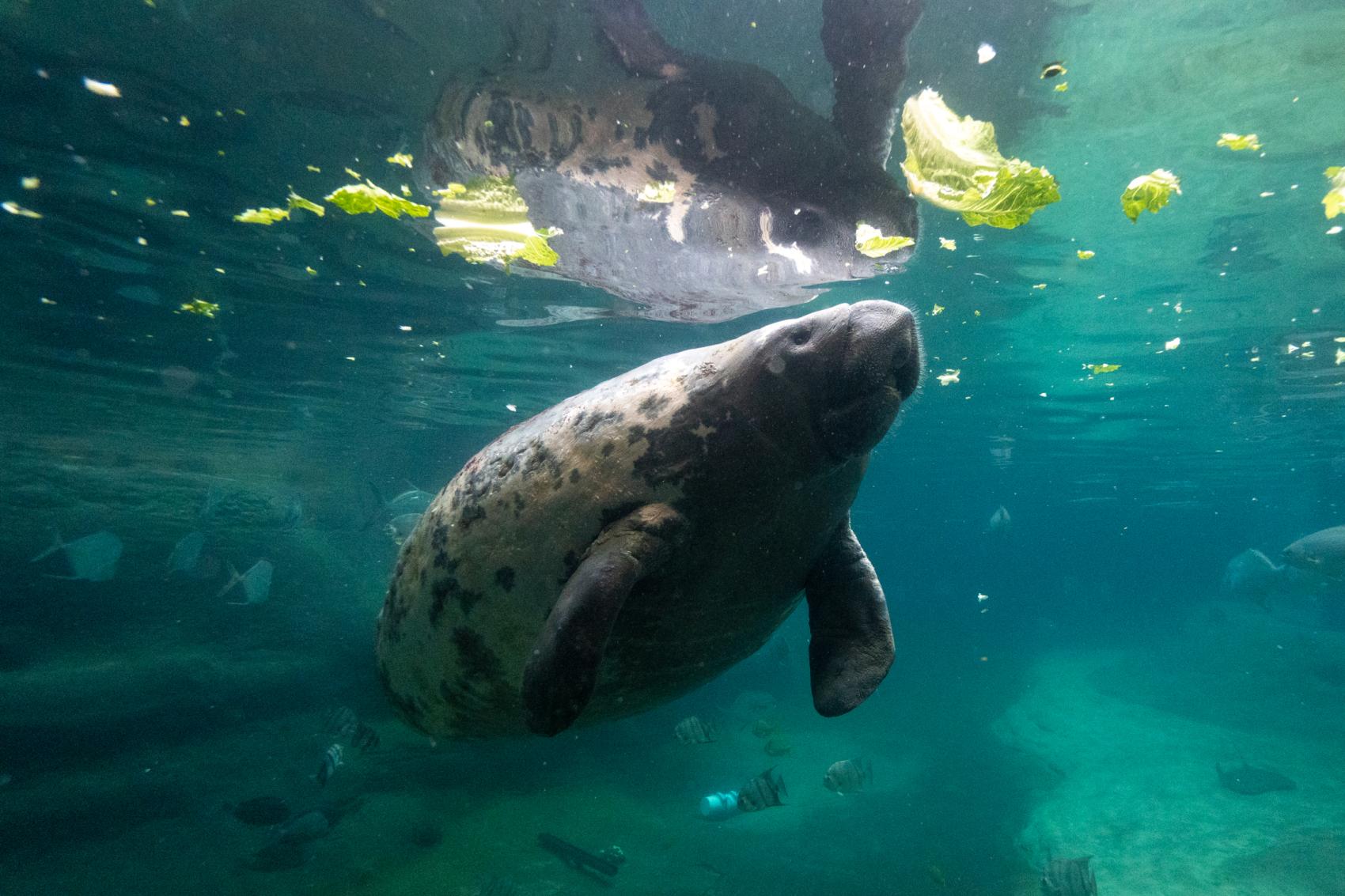 Columbus Zoo & Aquarium 1-Day Ticket