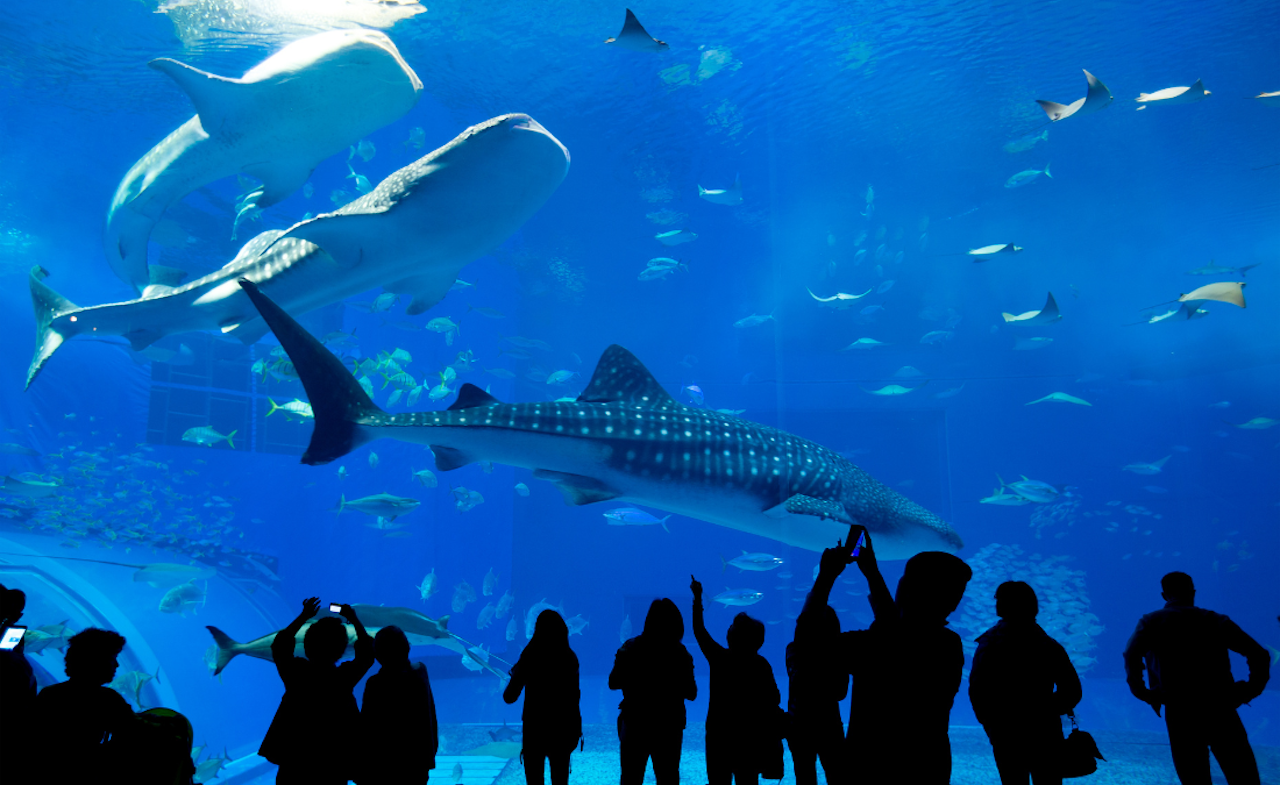Shedd Aquarium Chicago 1-Day Ticket
