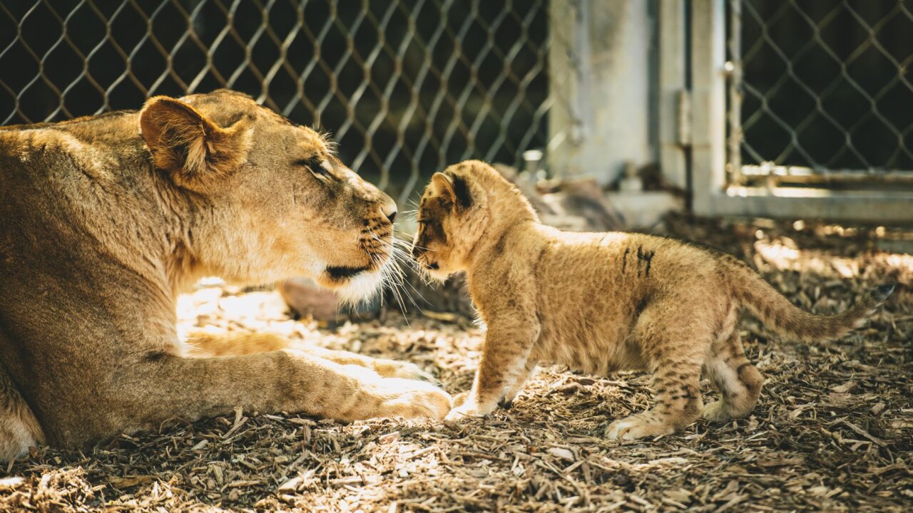 Zoo de Denver – Daytime Admission Ticket