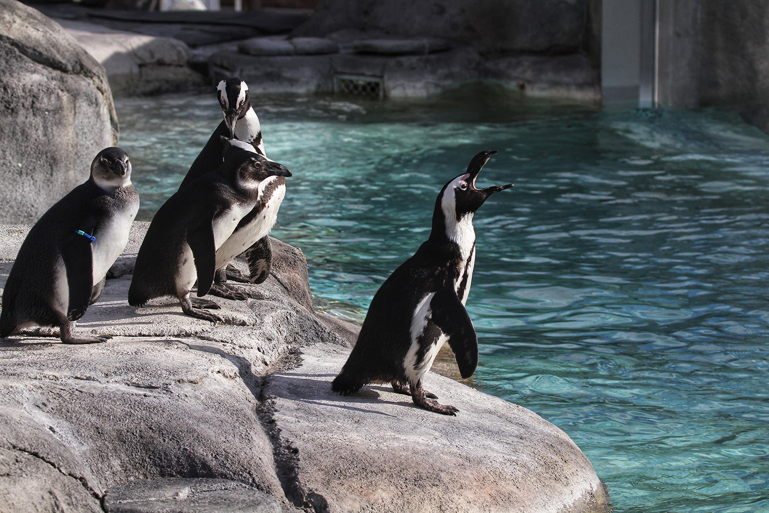Zoo de Denver – Daytime Admission Ticket