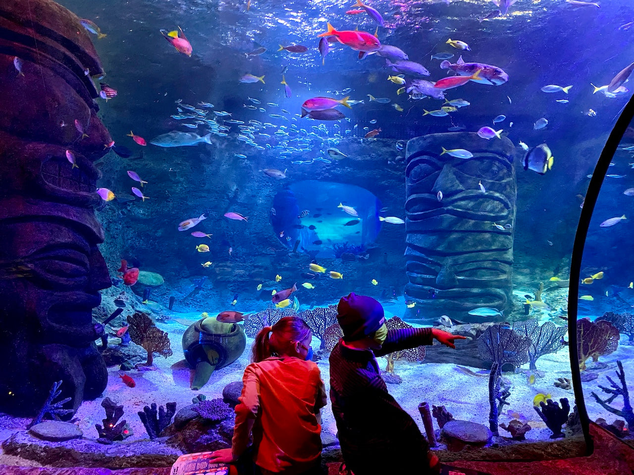 ICON Park - SEA LIFE Orlando Aquarium - One Day Ticket