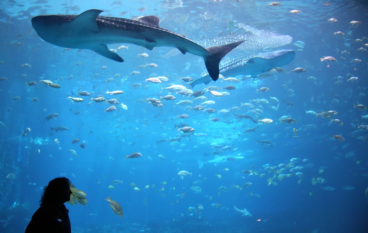 The Dallas World Aquarium 1-Day Ticket