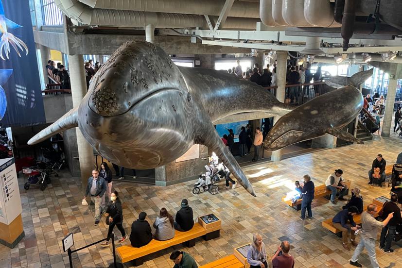 Skip the Line Ticket: Monterey Bay Aquarium